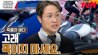 그저 빛...★ 나무보다 환경보호 잘하는 동물?? ※고래가 죽으면 안 되는 이유!※ #벌거벗은세계사 EP.90 | tvN 230314 방송