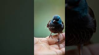 Starling birds 🐦😊 #viralvideo #animals #cuteanimals #cute #babyanimals #viralvideo#babycute #shorts