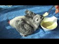 african grey baby hand feeding 8 weeks old bébé gris du gabon ヨウムの赤ちゃん 8週目