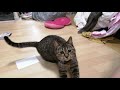 発情期が来た猫とはとにかく遊べ！？