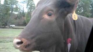 Attack at Lazy 5 Ranch