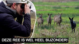 Vlog #242: Zwarte Ree in het Naardermeer \u0026 bewijsplaatje van de camouflagekoning! | Sony A7 III