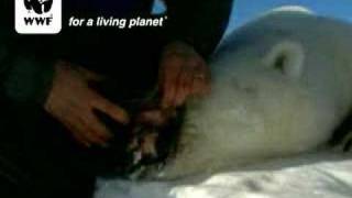 Tagging Polar bears