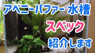 アベニーパファー＊飼い方①飼うための水槽スペックご紹介します。