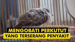 MENGOBATI PERKUTUT YANG TERSERANG PENYAKIT.