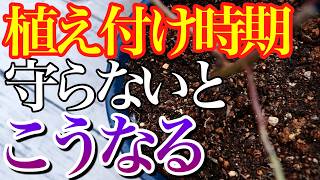 適切な植え付け時期を守らないとどうなるのか教えます