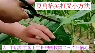 小家庭种豆角，这样掐尖打叉，可实现产量最大化