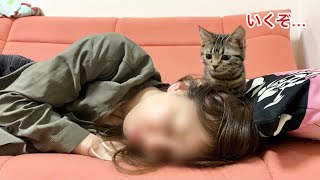 寝落ちした美人飼い主に攻撃をくらわせてしまった子猫w