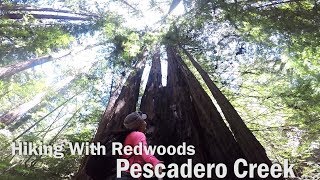 Hiking with Redwoods - Portola Pescadero Creek CP