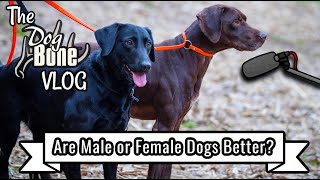 Are Male Dogs or Female Dogs Better | The DogBone VLOG: Ep: #125