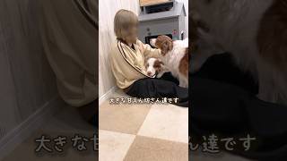 べったり甘えてくる大きい犬達が可愛すぎて幸せ🤤❤️【ボーダーコリー・オーストラリアンシェパード】 #shorts