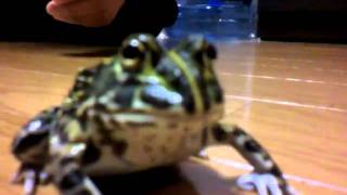 Africanbullfrog