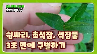 쉽싸리, 초석잠, 석잠풀 3초 만에 구별하기