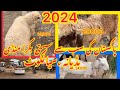 Bakra Mandi Badyana Sialkot Pakistan 🇵🇰 | Goat 🐐 | Bakray | Qurbani 2025 Bakray