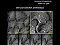 Label-free Live Cell Imaging: Fine mitchondrial dynamics in response to cell shape changes