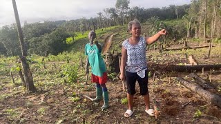 ALL IN A DAY'S WORK AT QUEENDOM FARM........LIFE OF A FARMER IN WEALA, MARGIBI COUNTY, LIBERIA🌱❤️🇱🇷🌱