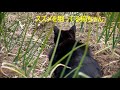 南天の実を食べるヒヨドリ＆猫に狙われるスズメ