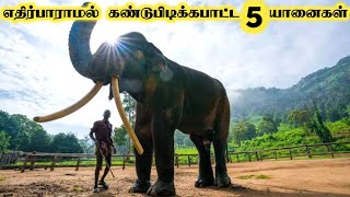 உலகத்தில் நடந்த தரமான சம்பவங்கள்|| Biggest Elephant in the World || Tamil galatta news