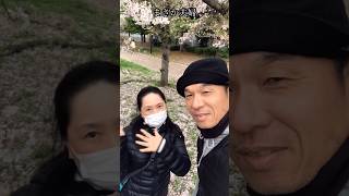 【まさか夫婦】桜公園！お散歩しました(^^)#夫婦 #お花見＃公園#shorts＃桜