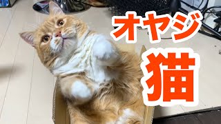 猫は箱が大好き ~ Cats love a box ~