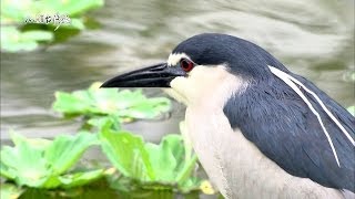 20140518【622】MIT台灣誌 療癒一棵樹的生命溫度 樹木醫的處方箋