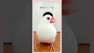 白文鳥トリビア!?                         #javasparrow #shorts