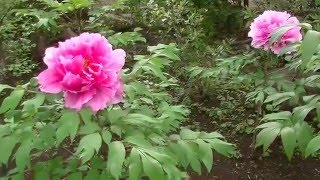 牡丹の花咲く武蔵野の名刹三芳町多門院　所沢市　ベストインテリア