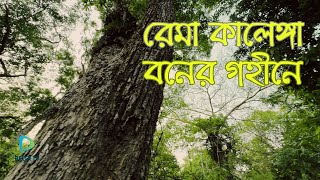 রেমা কালেঙ্গা বন্যপ্রানী অভয়ারণ্য । Rema Kalenga Wildlife Sanctuary | রেমা কালেঙ্গা বন ।