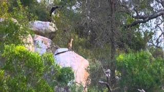 Klipspringer versus Eagle