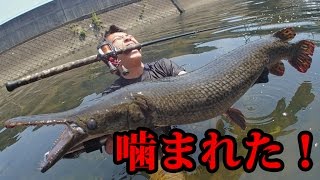 【超危険巨大魚】アリゲーターガーを釣り上げた勇敢な男たち Alligator gar