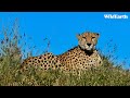 Cheetah watching buffalo - SafariLIVE Sunrise - 25 October 2024