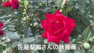 まるおの母 まるこが、福島市の佐藤梨園さんに咲く秋薔薇とダリアを見てきた〜〜🤗🌹