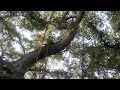 The Amazing Banyan Tree in Lahaina, Maui, Hawaii