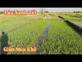 Linh Philip || Lúa Phát Triển Xanh Tốt Giữa Mùa Khô Hạn Ở Tất Cả Các Bản Team Đang Thử Nghiệm