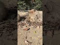 【live】カピバラのお昼寝 capybara