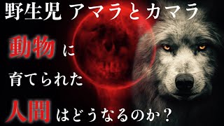 狼に育てられた姉妹アマラとカマラの真実〜動物に育てられた人間の結末〜