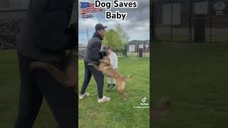 Dog Saves Baby ❤️ආදරණීය හදවතක්