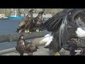 beautiful eagle takes off in 0.2 seconds super slow motion