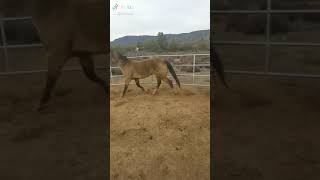 Buckskin in a round pen. #horse #youtube #shorts #shortshelf