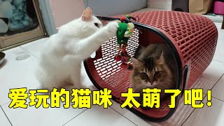 猫咪：好顽皮的猫咪