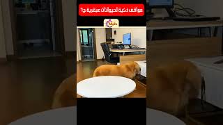 مواقف ذكية لحيوانات عبقرية ج٦