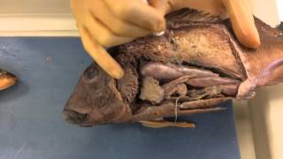 Bony Fish Dissection