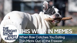 This Week in Memes: When Bae Catches You Eating Thin Mints out of the Freezer