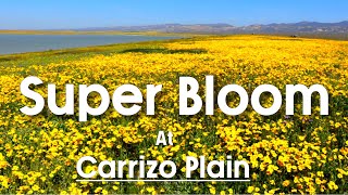 Super bloom of Carrizo Plain 2023