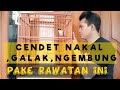 PERAWATAN CENDET GALAK ,SALTO DAN MBALON