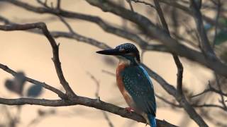 カワセミの鳴き声