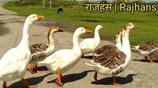 राजहंस डक की जानकारी और बेचना है किसी भाई को खरीदना है तो कॉल करे 8103145060 Duck for sale