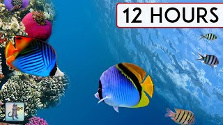 CALMING CORAL REEF AQUARIUM COLLECTION • 12 HOURS • BEST RELAX MUSIC • SLEEP MUSIC • 1080p