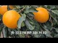 판매완료 노지 고당도 황금향 13~16.4브릭스