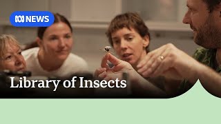 NT insect collection opens doors to citizen scientists to deepen ties around biosecurity | ABC NEWS